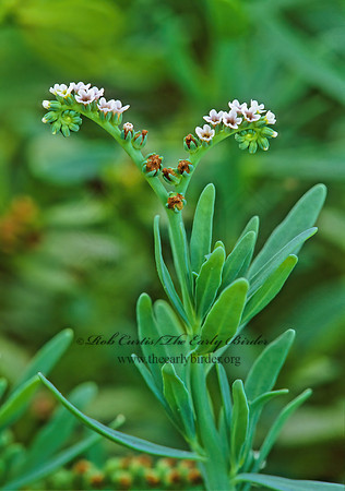 Heliotropium currasavicum  SEASIDE HELIOTROPE 249725z