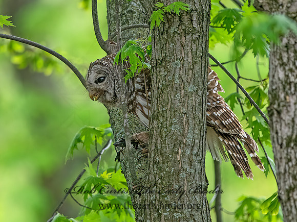 Strix varia  BARRED OWL 9068487z