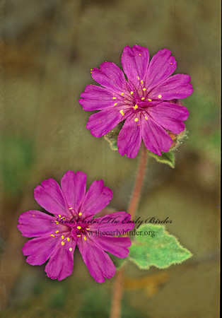 Allionia incarnata  TRAILING FOUR O'CLOCK 71224z