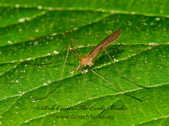 Dicranoptycha sp~  CRANE FLY 9031712z