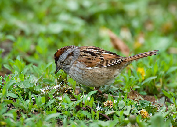 Melospiza georgiana  SWAMP SPARROW 4000288 z