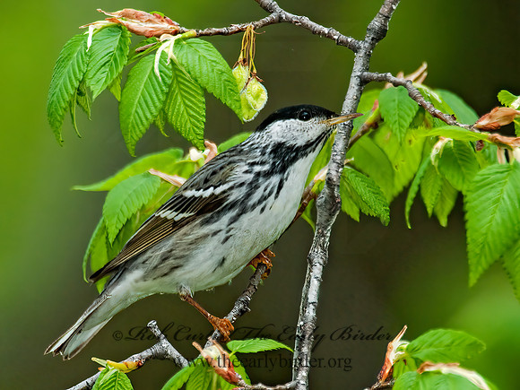 Setophaga striata  BLACKPOLL WARBLER 3007767z