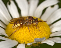 Nomada luteola grp CUCKOO BEE 8005040z