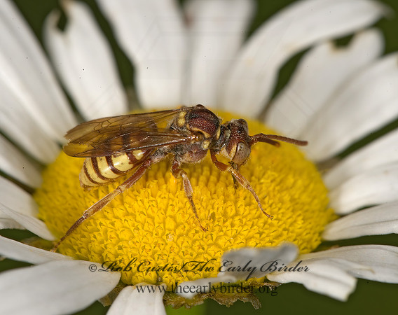 Nomada luteola grp  CUCKOO BEE 8005040z