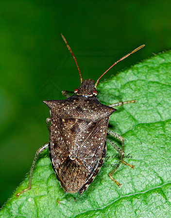 Euschistus tristigmus  DUSKY STINGBUG 6012861z