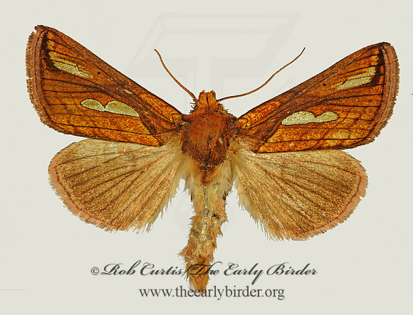 Plusia contexta  CONNECTED LOOPER MOTH 294207z