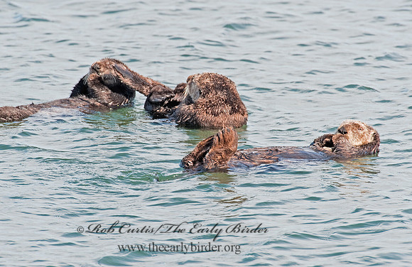 Enhydra lutris nereis  SOUTHERN SEA OTTER 8020360 z