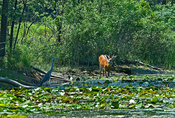 Odocoileus virginianus  WHITE-TAILED DEER 5009463z