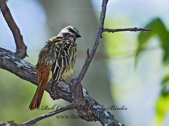 Myiodynastes luteiventris  SULPHUR-BELLIED FLYCATCHER 7007755z