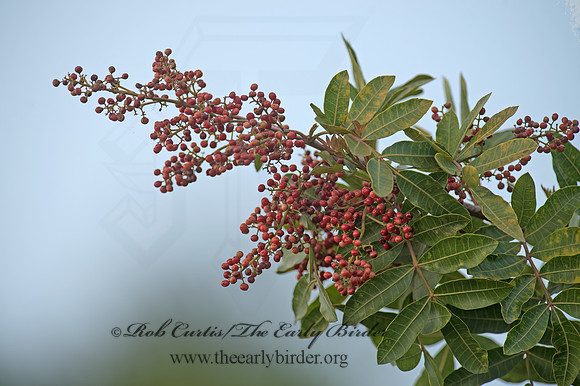 Schinus terebinthifolia  BRAZILIAN PEPPERTREE 9057280z