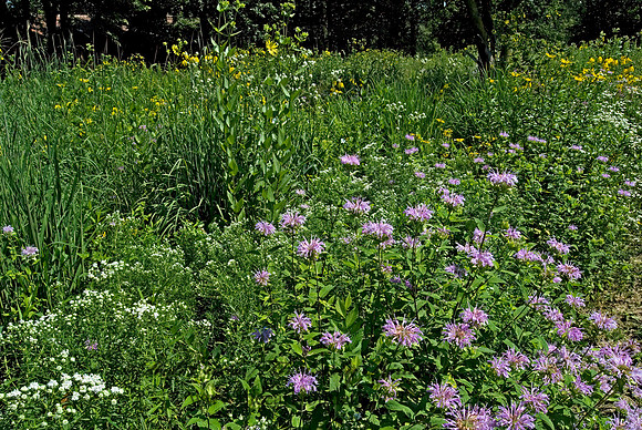 North Park Village NC  FLOWERS 6009395z