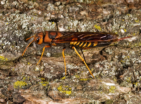 Tremex columba 8007384z