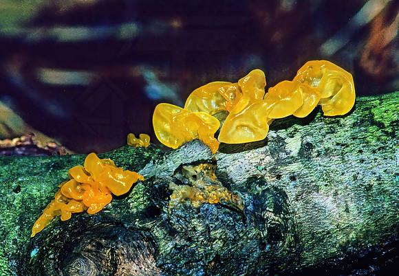 Tremella mesenterica  WITCHES BUTTER 169903z