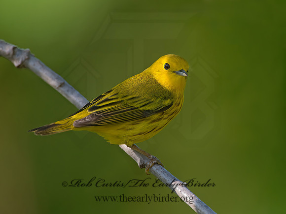 Setophaga petechia  YELLOW WARBLER 9038792z