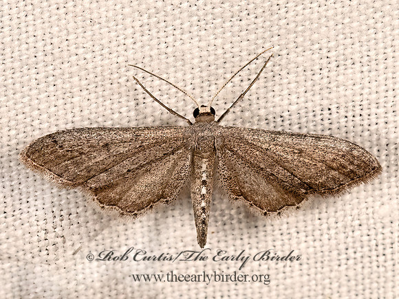 Euacidalia quakerata~  STERRHINI GEOMETER 3036627z