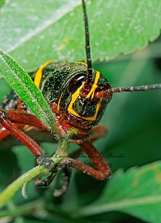 Romalea microptera SOUTHERN LUBBER GRASSHOPPER 260325z