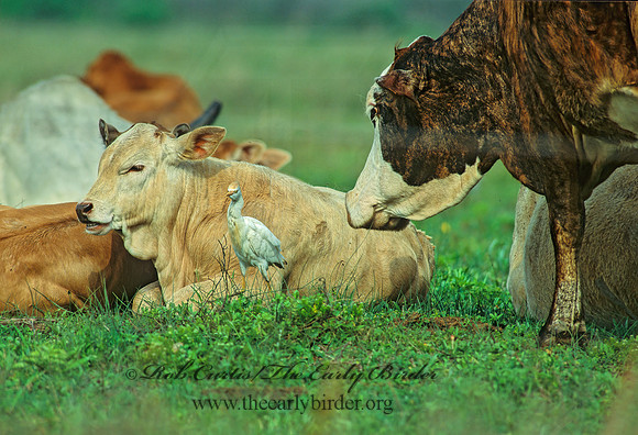 Bos taurus  CATTLE 68029z