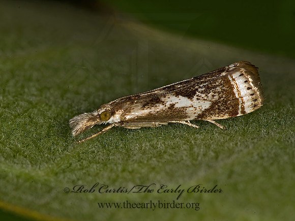 Microcrambus elegans ELEGANT GRASS-VENEER 8015705z