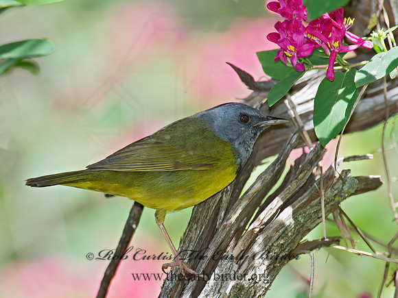 Geothlypis philadelphia  MOURNING WARBLER 9022714z
