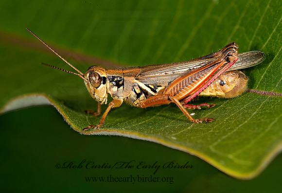 Melanoplus femurrubrum  RED-LEGGED GRASSHOPPER 9003251z