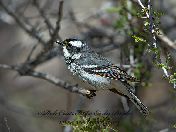 Setophaga nigrescens  BLACK-THROATED GRAY WARBLER 9056592z