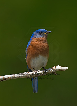 Sialia sialis  EASTERN BLUEBIRD 6003827 z