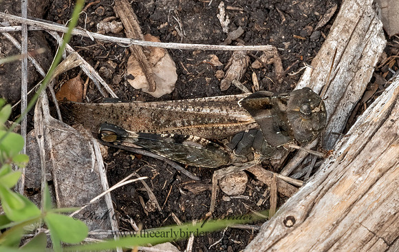 Arphia simplex  PLAINS YELLOW-WINGED GRASSHOPPER 3035838z
