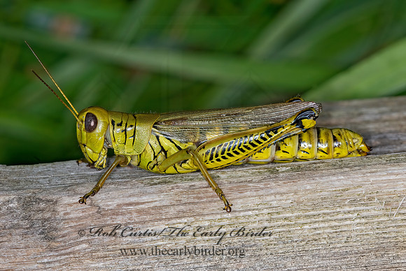 Melanoplus differentialis  DIFFERENTIAL GRASSHOPPER 6015024z