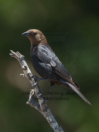 Molothrus ater  BROWN-HEADED COWBIRD 3033127z