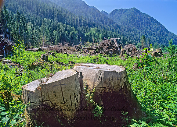 CLEARCUT OUTSIDE GATE 132720z