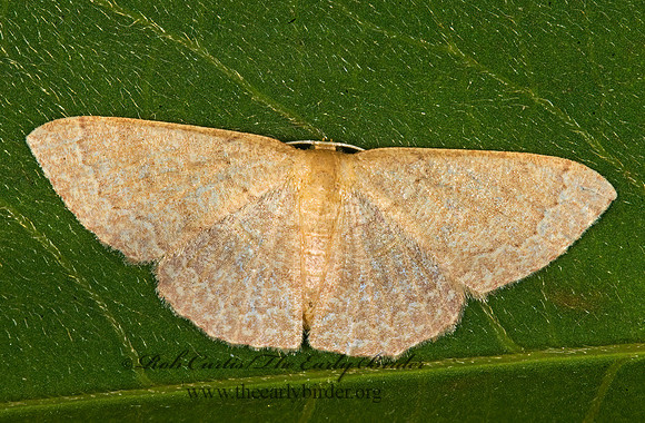 Pleuroprucha insulsaria  COMMON TAN WAVE 8008137z