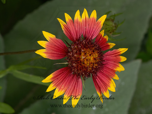 Gaillardia pulchella  INDIAN BLANKET 3034794z