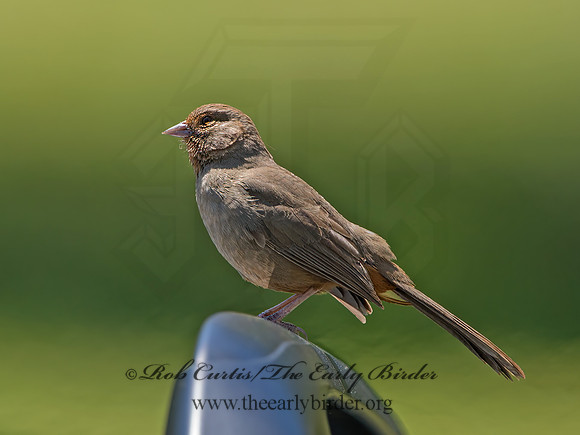 Melozone crissalis  CALIFORNIA TOWHEE 9058991z