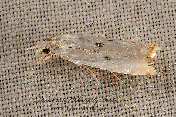Microcrambus biguttellus  GOLD-STRIPE GRASS-VENEER 9050366z