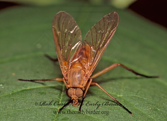 Rhagio tringarius  MARSH SNIPE FLY 30505-1z