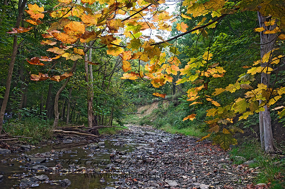 CREEK 8018497z