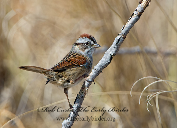 Melospiza georgiana  SWAMP SPARROW 9028032z