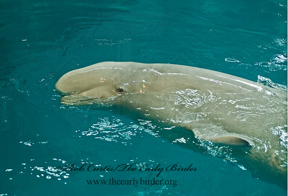Delphinapterus leucas  BELUGA 4002740z