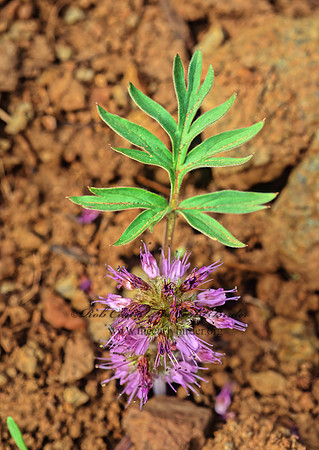 Hydrophyllum capiatatum~  BALLHEAD WATERLEAF 144711z
