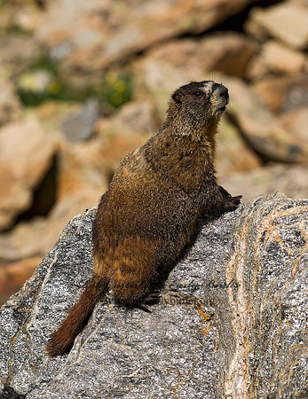 Marmota flaviventris  YELLOW-BELLIED MARMOT 6027355z