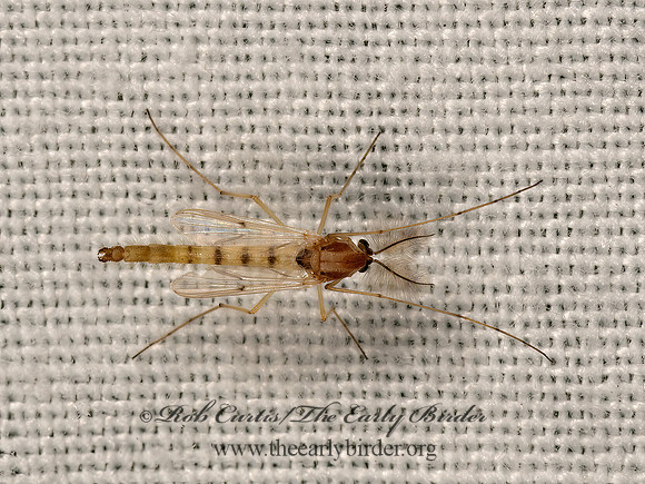 Chironomonus group  TAN CHIRONOMINI MIDGE 3022776z