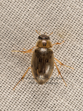 Berosus  WATER SCAVENGER BEETLE 9052028z