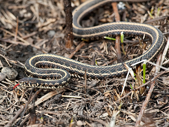 Thamnophis radix  PLAINS GARTER SNAKE 8032695z