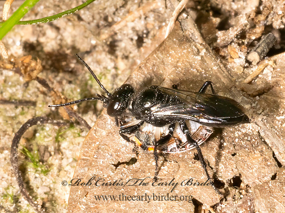 Astata unicolor CRABRONID WASP 9080664z