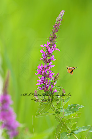 Lythrum salicaria   PURPLE LOOSESTRIFE 8023032z