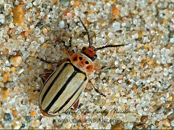 Disonycha alternata 5001908 z