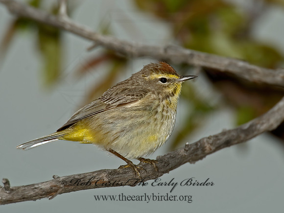 Setophaga palmarum  PALM WARBLER 5006565z