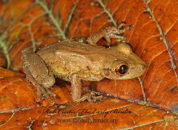 Hylambates boulengeri  BOULENGER'S STRIPED FROG 194409 z