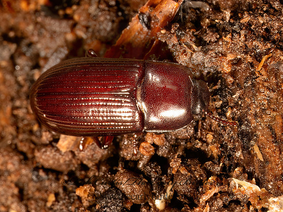 Uloma mentalis~  BROWN DARKLING BEETLE 9087031z