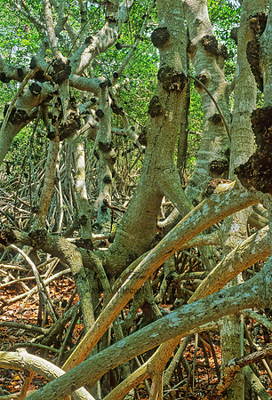 Rhizophora mangle  RED MANGROVE 260410z